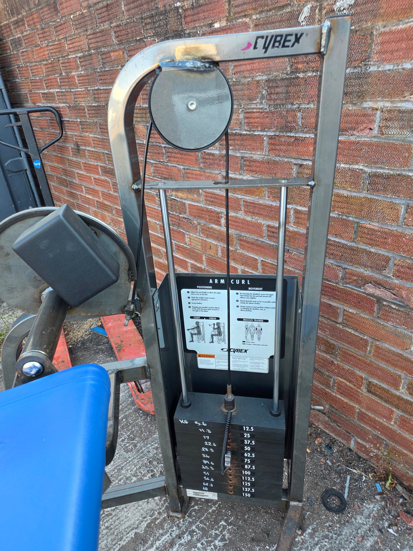 Cybex Bicep Curl Machine Commercial Gym Equipment