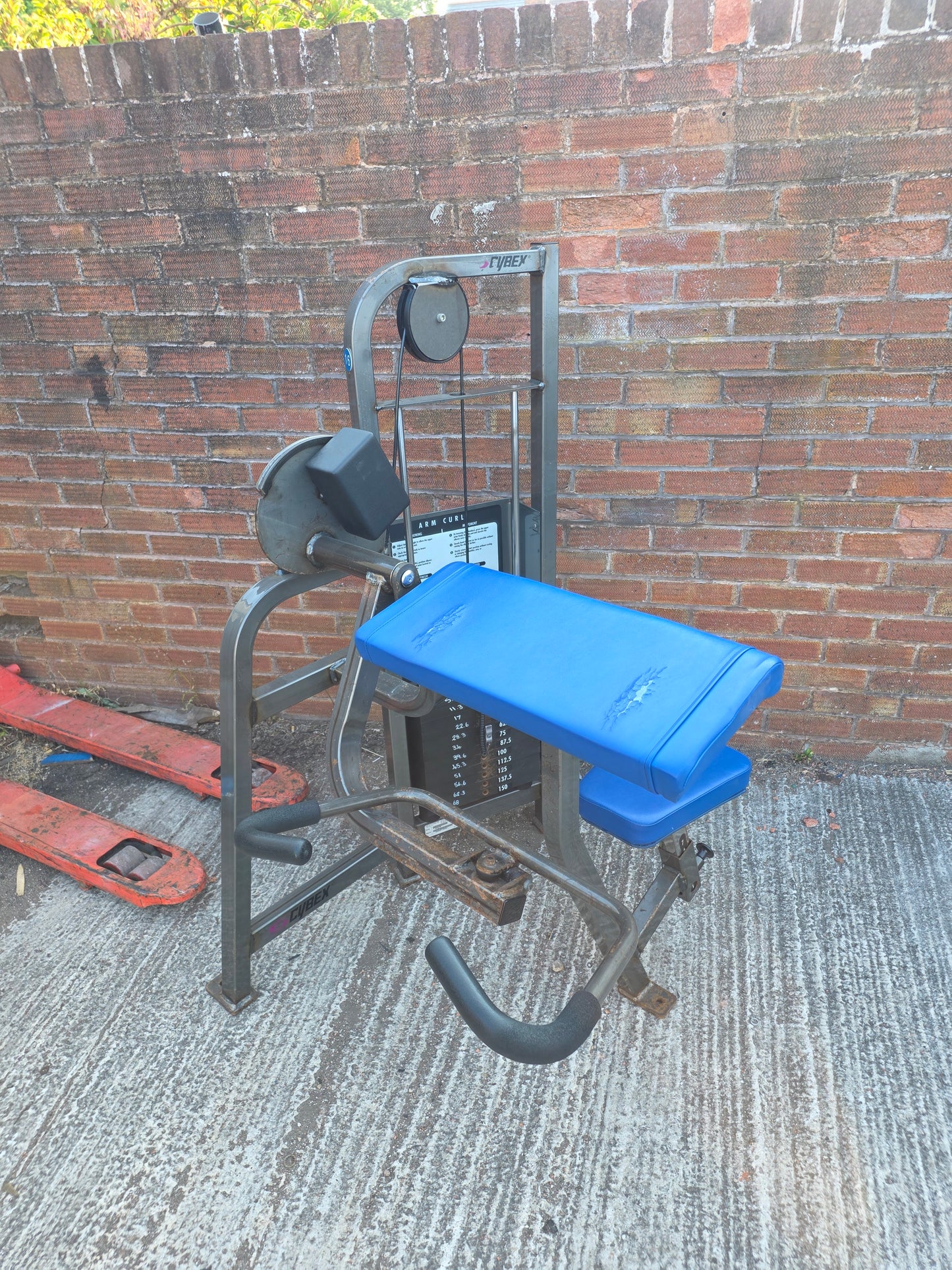 Cybex Bicep Curl Machine Commercial Gym Equipment